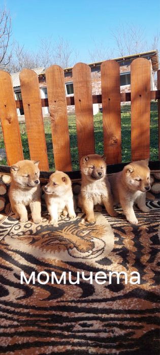 Шиба ину  Shiba Inu