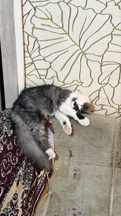 Котик в добрые руки