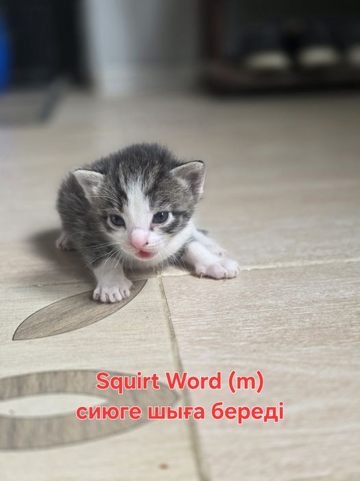 Котёнок домашний