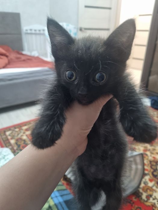 котёнок,бесплатно