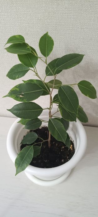 Фикус Бенджамина