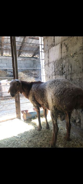 Арашан козы кошкар