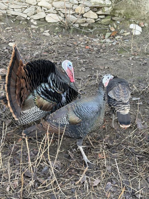 Curci Bronzate Salbatic American