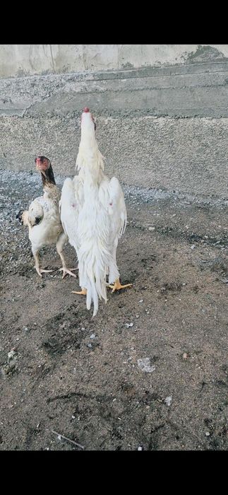 О шамо молодой .