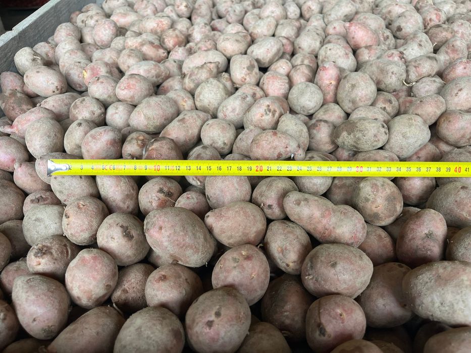 Cartofi de samanta, marabell/red lady