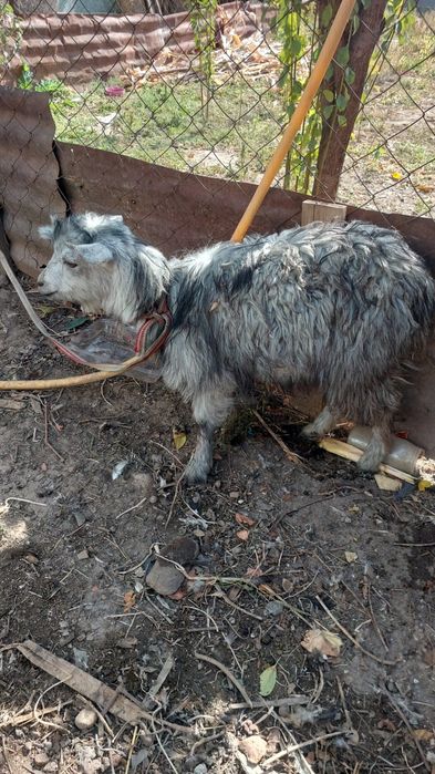 Ешкі лағымен сатылады СРОЧНО!