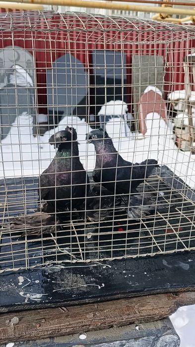 Голуби жуки двухчубые