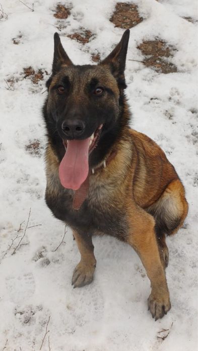 Белгийская овчарка малинуа