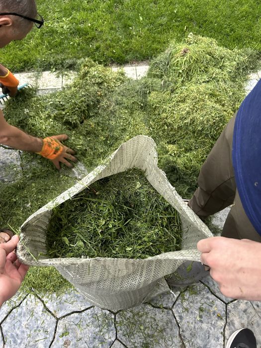 Трава газон сено