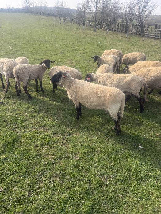 De vanzare Oi suffolk