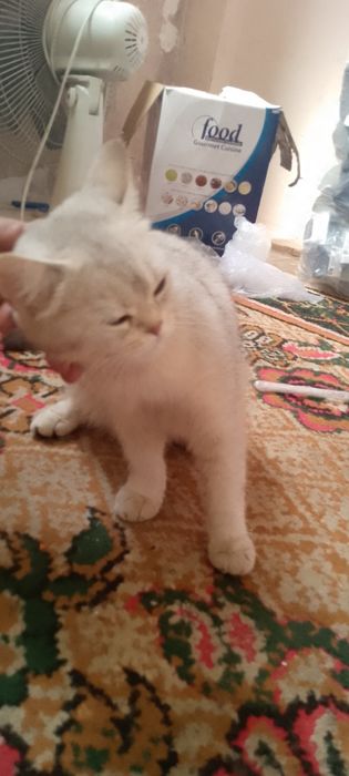 Serebrist shinshila qiz sotiladi