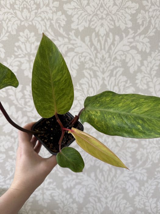 Филодендрон Медуза 2500 тенге