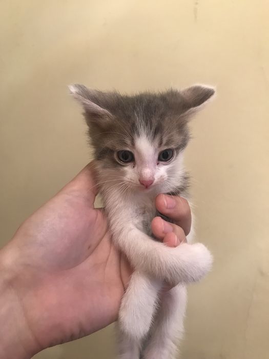 Отдам котят в добрые руки!!!