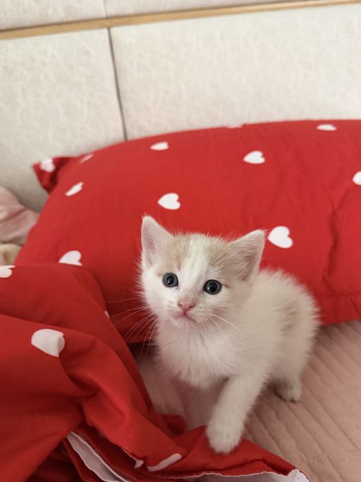 Отдаем котят в хорошие руки