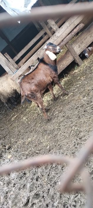 Vand tap de rasa originala urgent