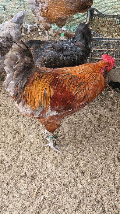 Oua verzi Ameraucana