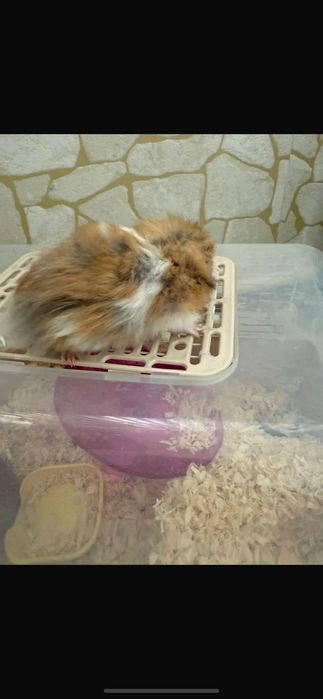 Хомяк сирийский .