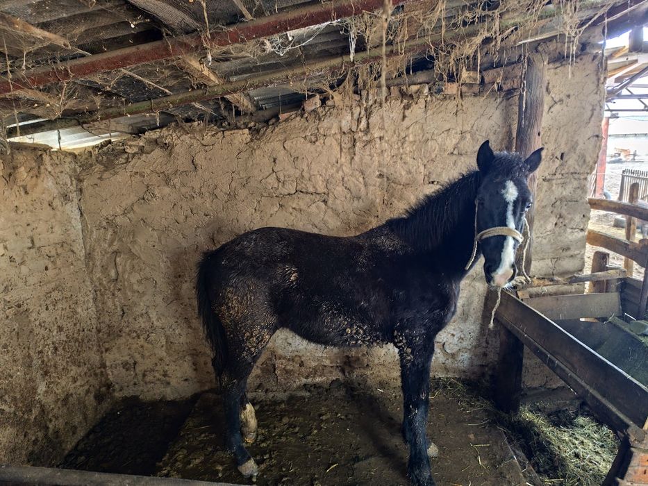 Еркек тай қолға жуас