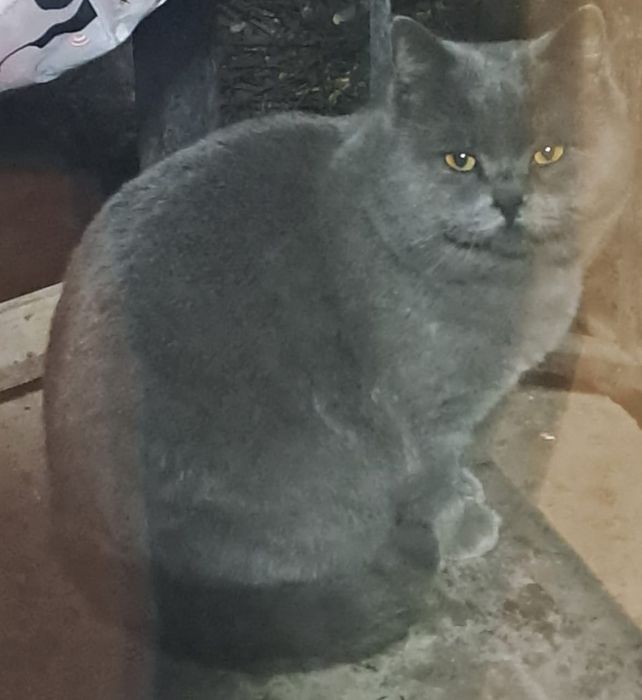 Продаём британский кошку