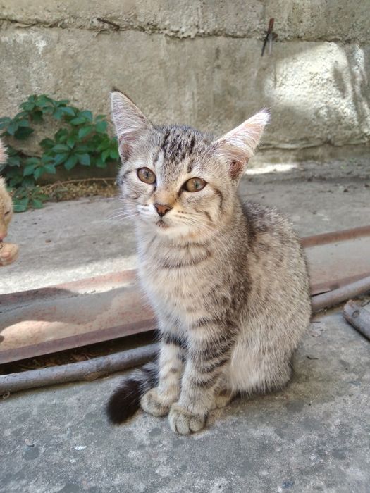 Котенок в добрые руки (мальчик)