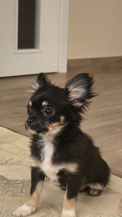 Чихуахуа момиче мини