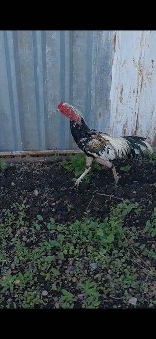Продам дакана аа