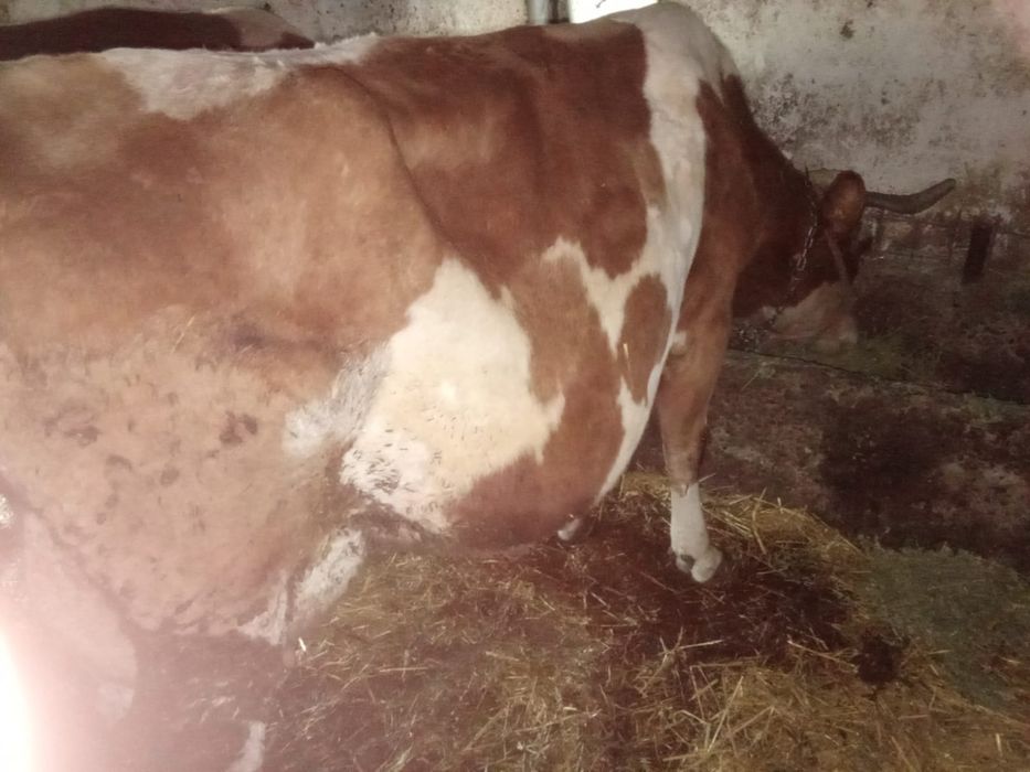 Vaci de vânzare cu lapte