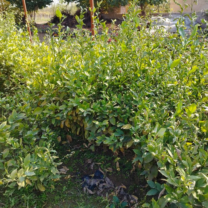 Limon   apelsin  mandarin koʻchatlari sotiladi