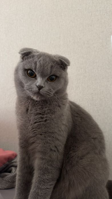 Продам кота, британец вислоухий