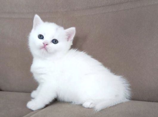 Британские котята