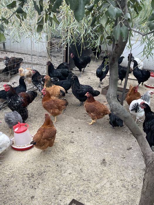 Pasari de rasa. Australorp, Plymouth Galben, Brahma