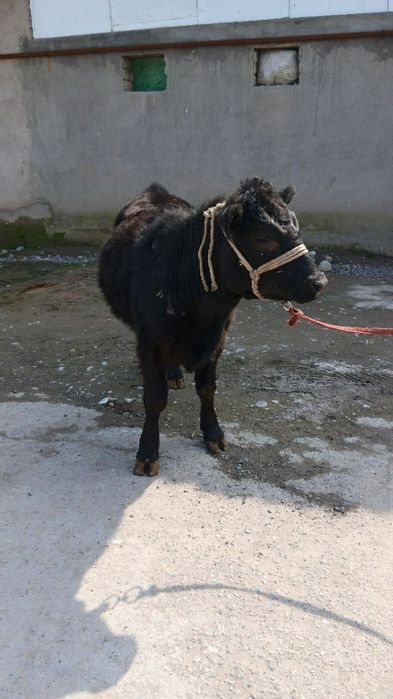 Angus gunajin sotiladi