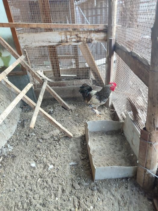 Продам петуха продам