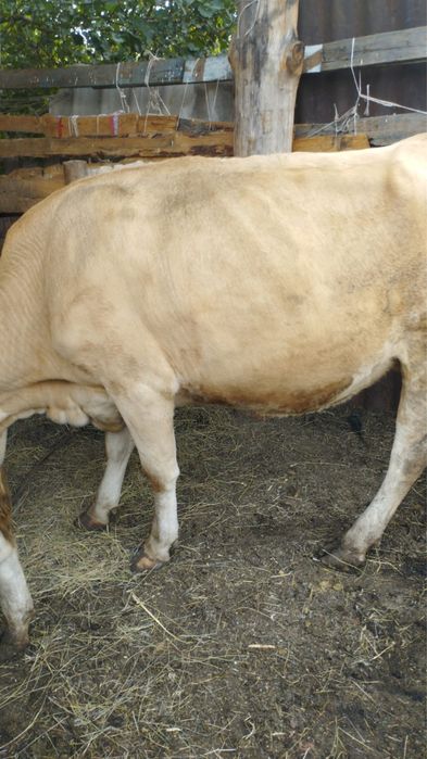 Продам две коровы молочные и бычка