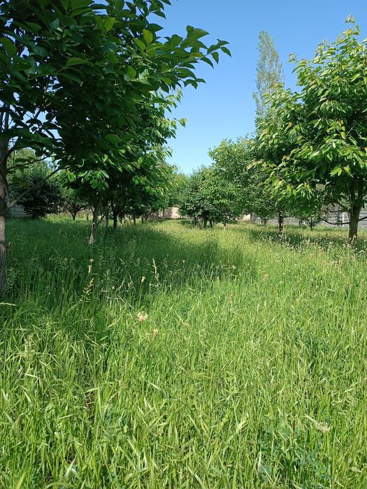 Yer ,Земля Сотилади ,1 сотиги 15,000 доллар