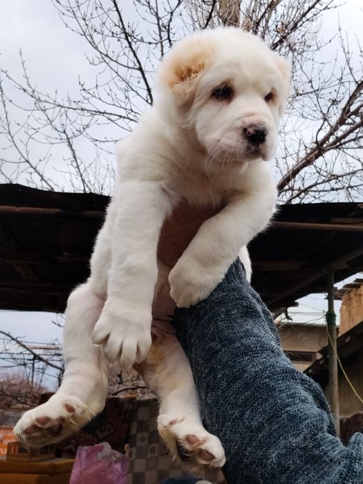 АЛАБАЙ щенок девочка продается