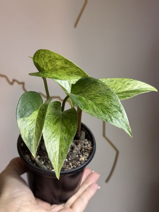 Продам комнатные цветы