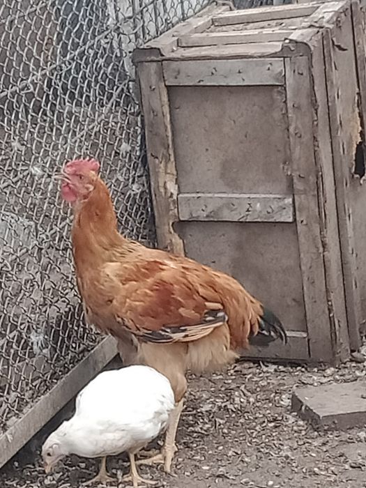 Молодые  петушки