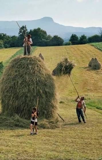 Vand fan de gradina  si lucerna amestecat
