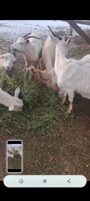 Capre gestante vand sau schimb