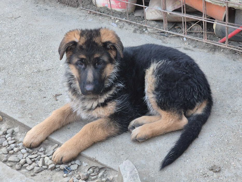 Ciobănesc German cu Pedigree