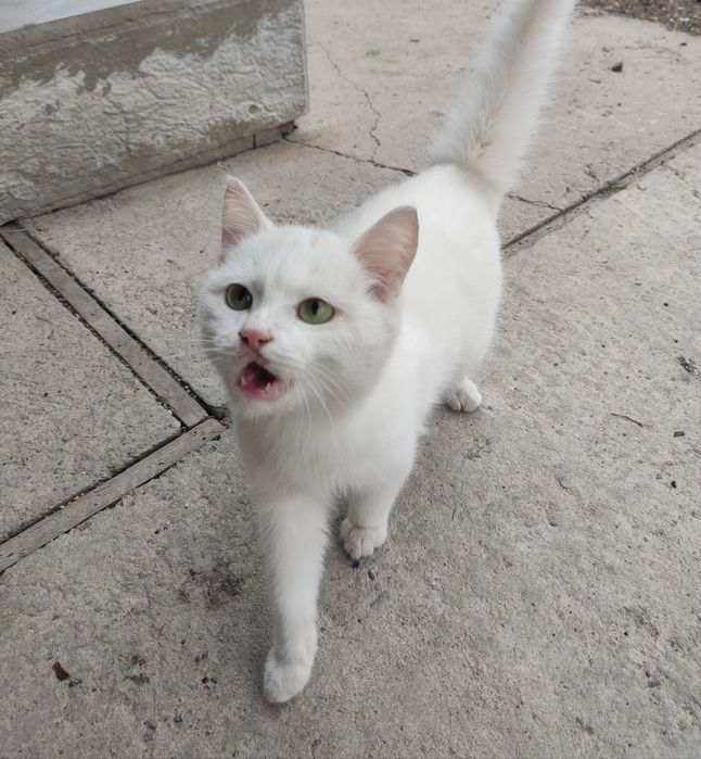 Отдам в добрые руки