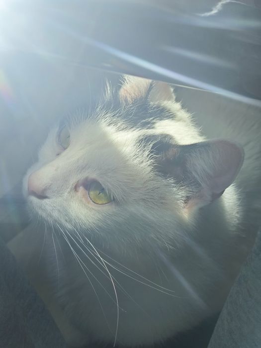 Подарявам мъжки котарак