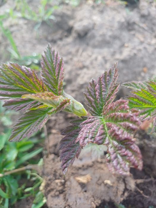 Малина кошетi( саженцы малины)