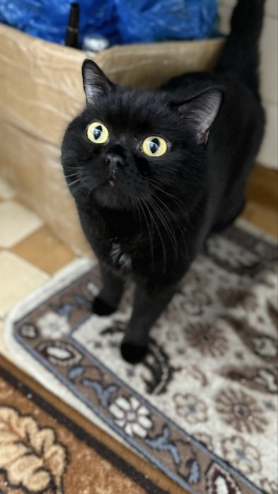 Отдадим в добрые руки