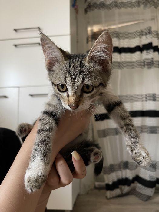 Котята сиамские смешанные