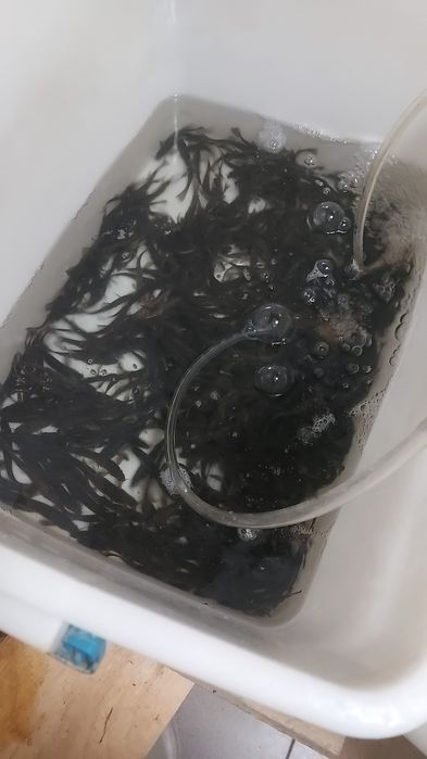 Живец УСАЧ вес до 14 грамм