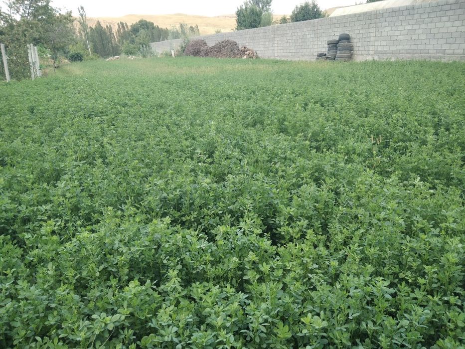 Yer sotiladi 15 sotix.suv boyida