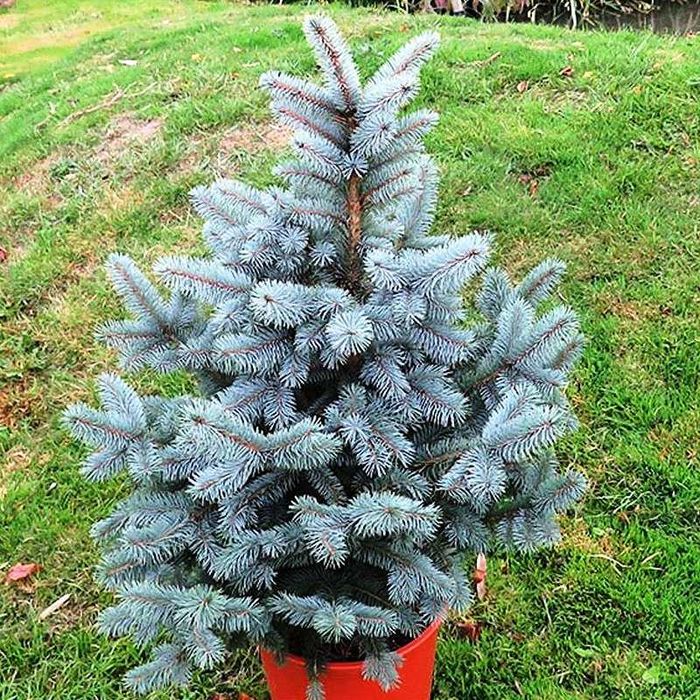 Продам саженцы сеянцы ель голубая рябина липа кедр