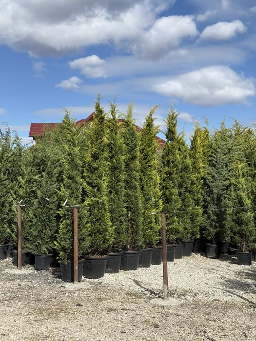 Vand leylandi/leylandi gold